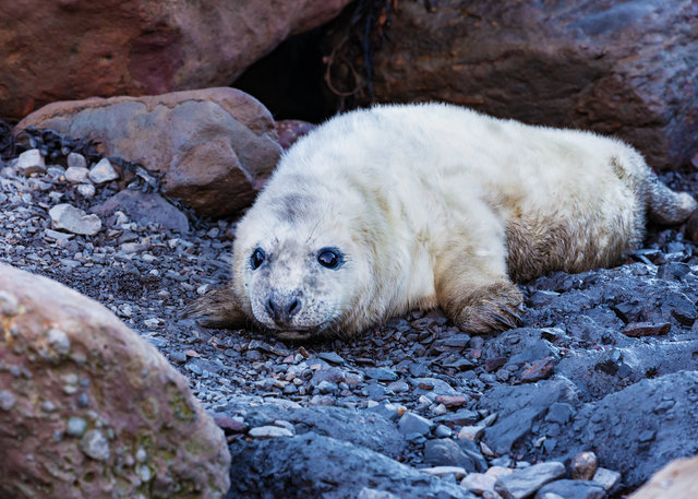 Seal at Ravenscar