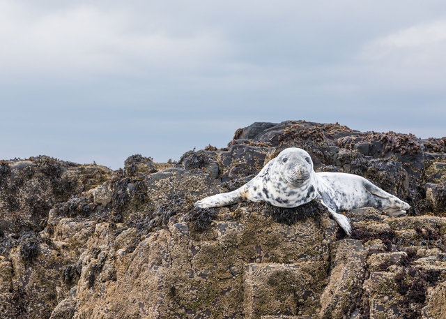 Farne Islands