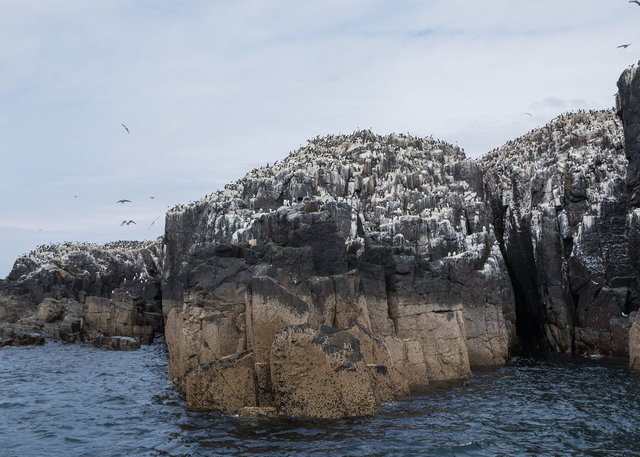Farne Islands