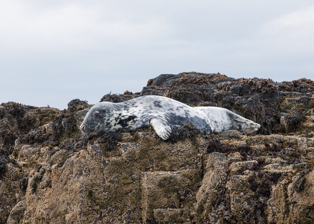 Farne Islands