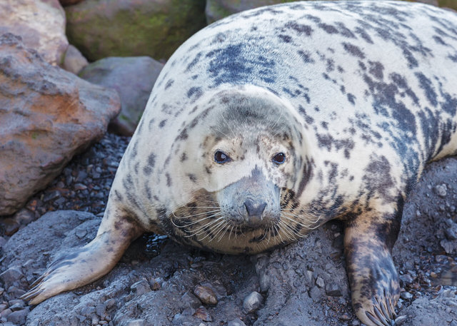 Seal at Ravenscar