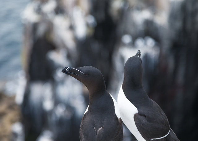 Farne Islands