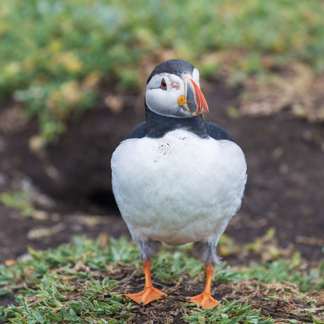 Farne Islands