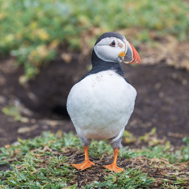 Farne Islands