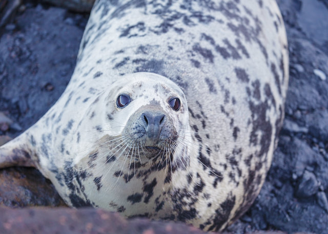 Seal at Ravenscar