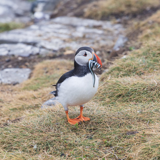 Farne Islands