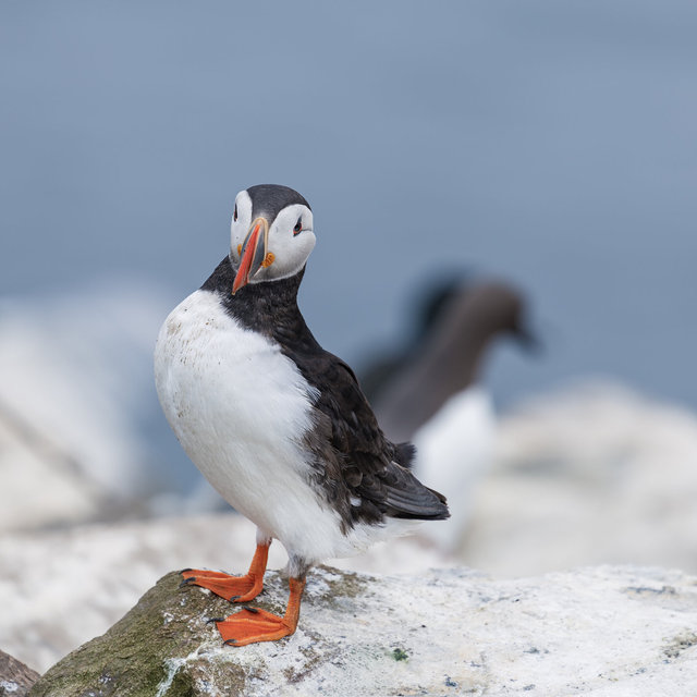 Farne Islands