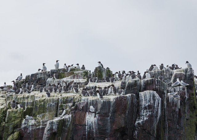 Farne Islands