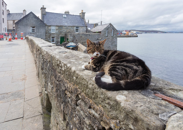 Another Shetland Cat at Commercial Street