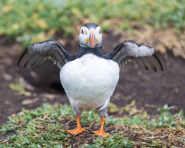 Farne Islands