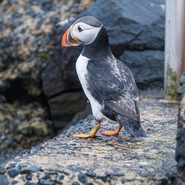 Farne Islands