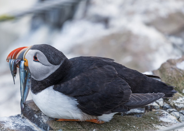 Farne Islands
