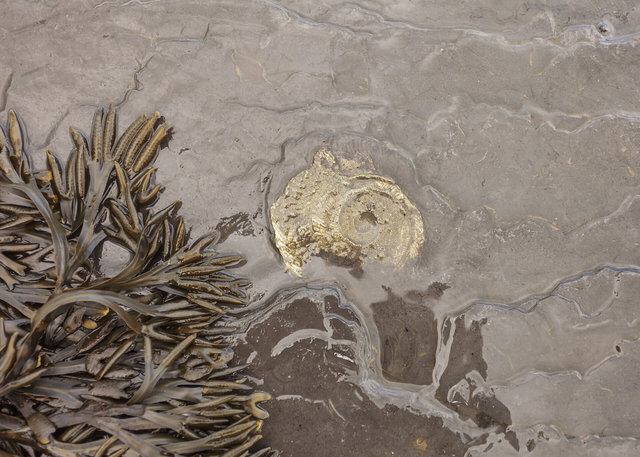 Fossil at Saltwick Bay