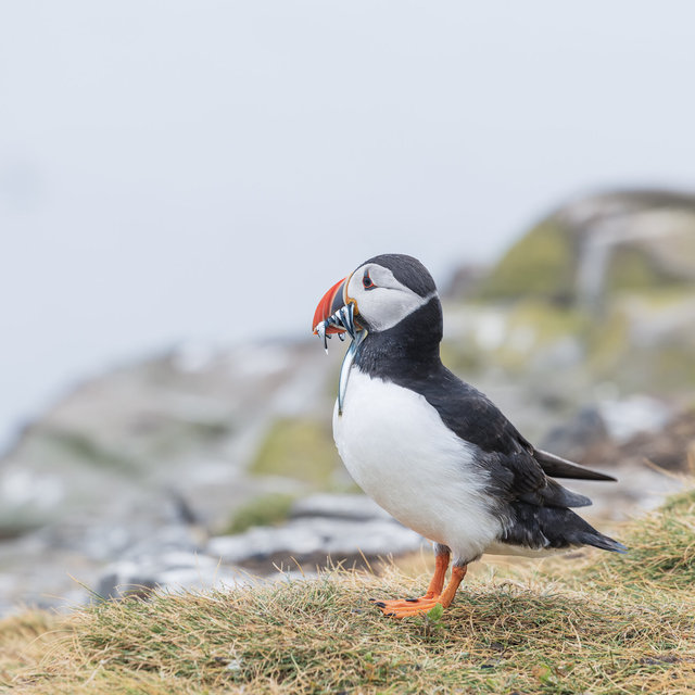 Farne Islands