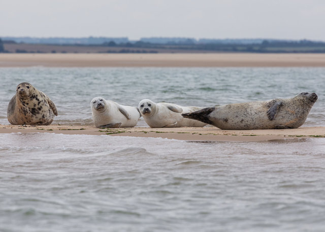 Blakeney Point seals