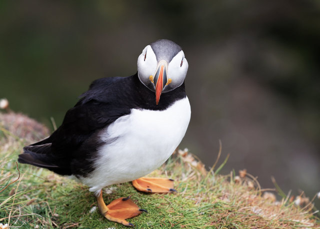 Puffin