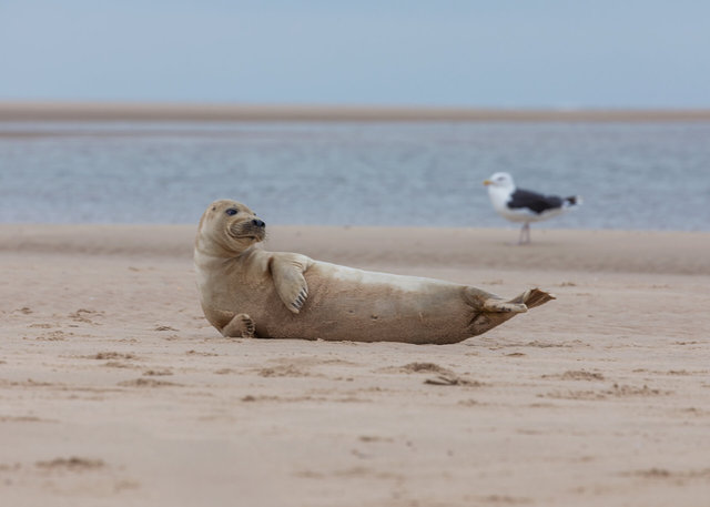 Blakeney Point seal
