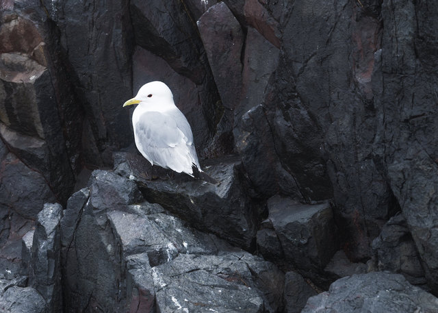 Farne Islands