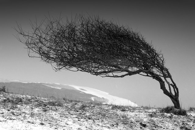 Deformed Tree