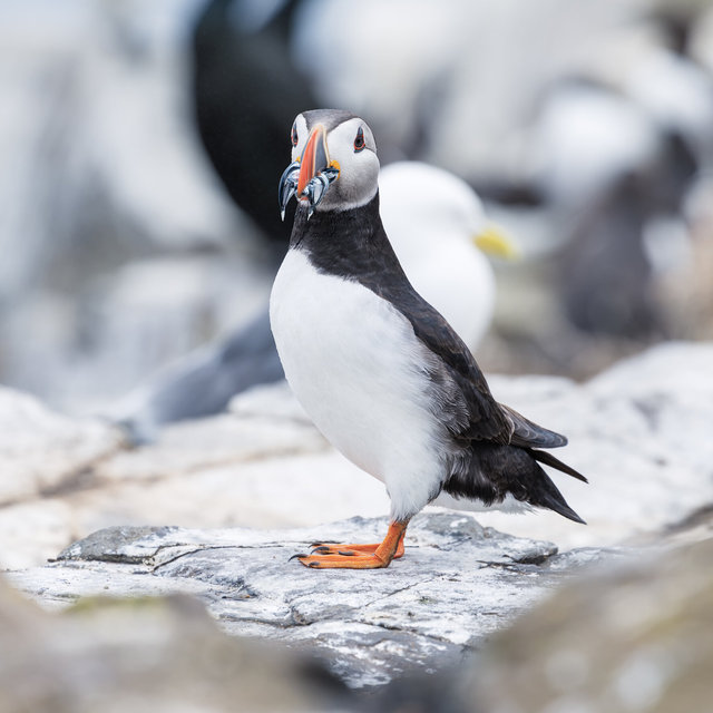 Farne Islands