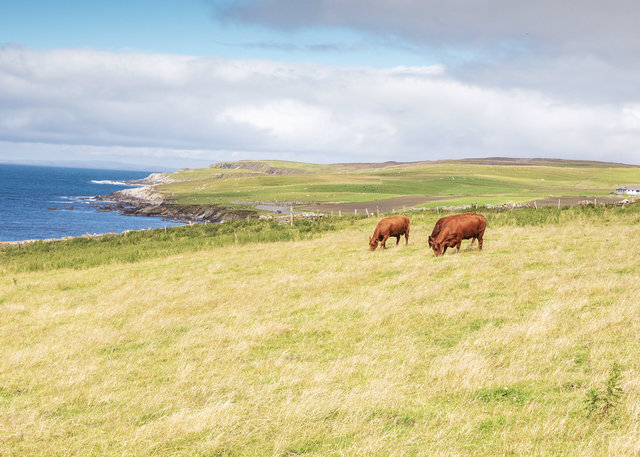 Cows near Bigton