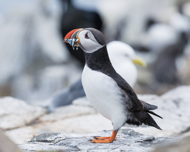 Farne Islands