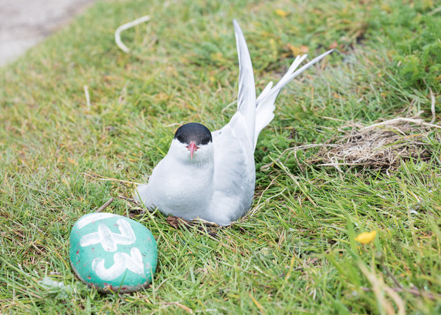 Farne Islands
