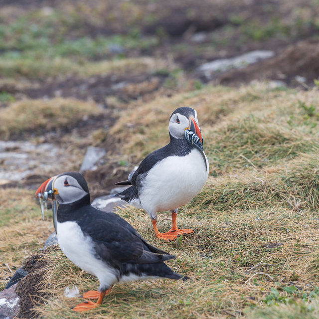 Farne Islands