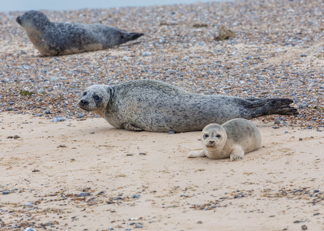 Blakeney Point seals
