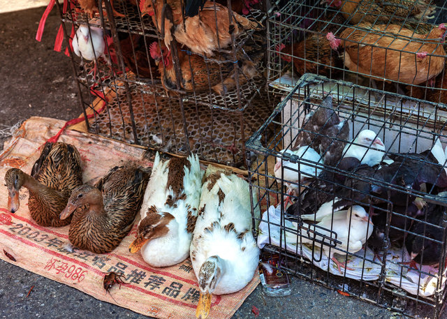 2012-05-20 Shanghai_444-1.jpg