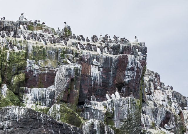 Farne Islands