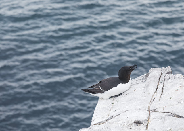 Farne Islands