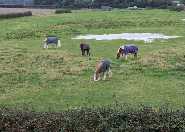 Horses at Morston marshes