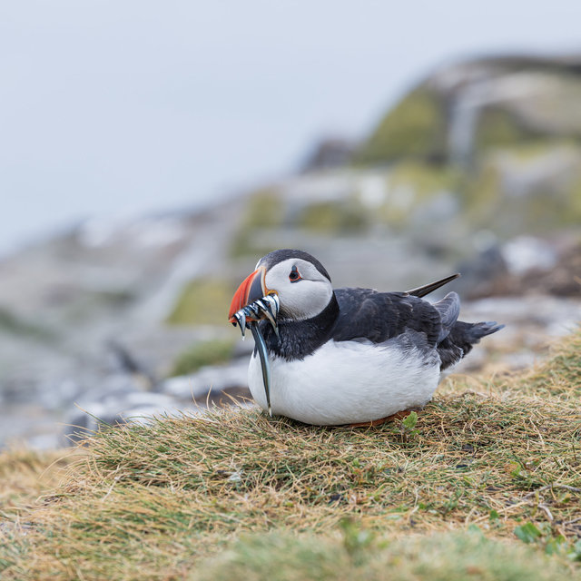Farne Islands