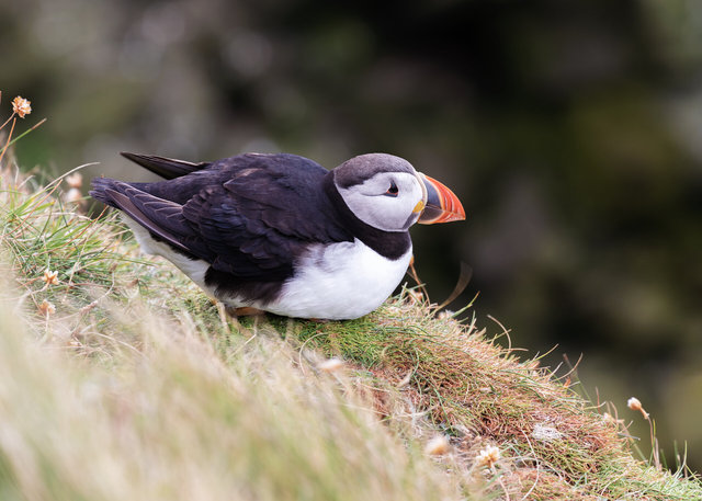 Puffin