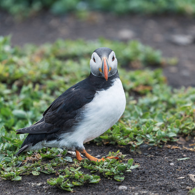 Farne Islands