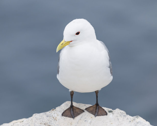 Farne Islands