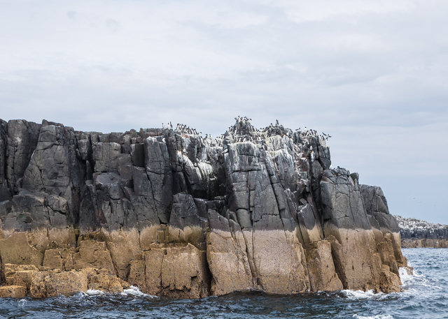 Farne Islands