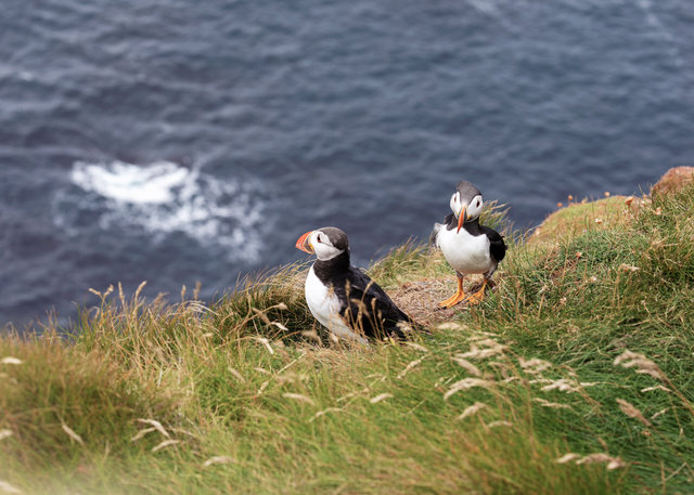 Puffins
