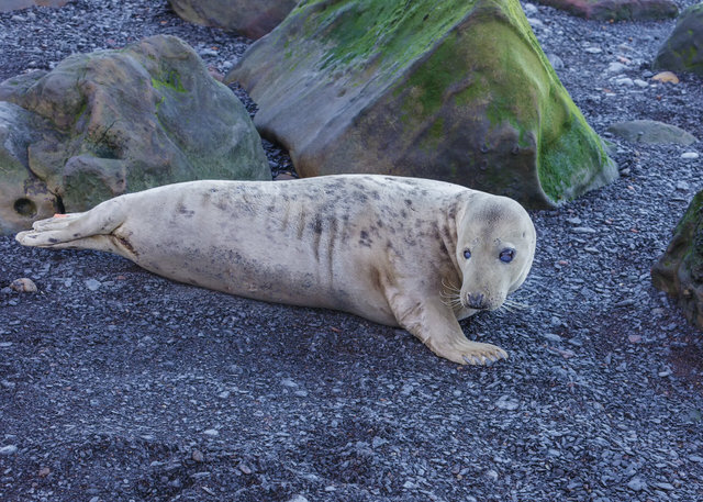 Seal at Ravenscar