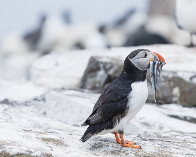 Farne Islands