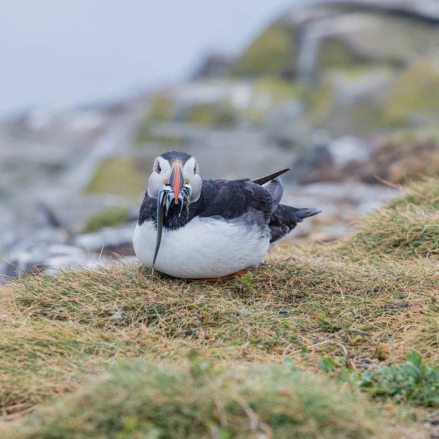 Farne Islands