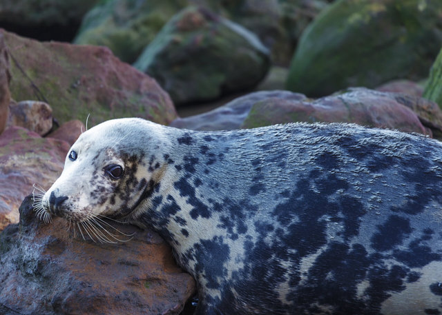 Seal at Ravenscar