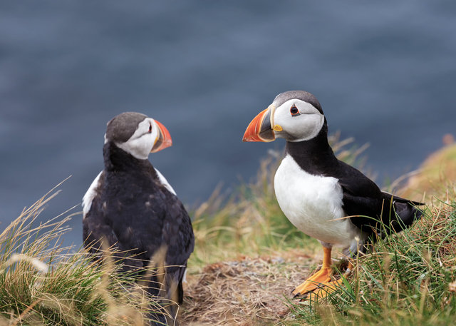 Puffins