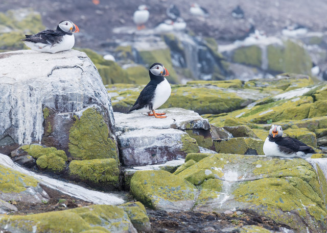 Farne Islands