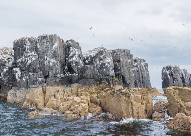 Farne Islands