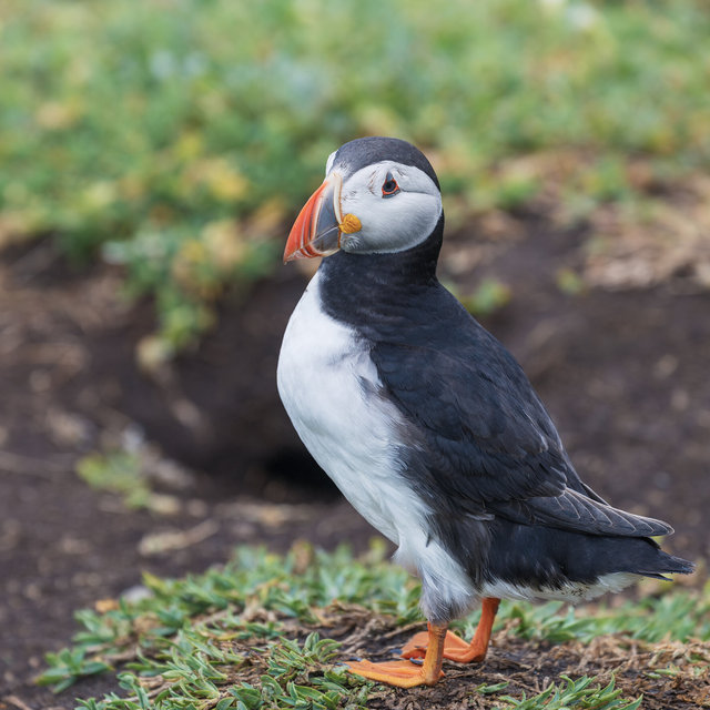 Farne Islands