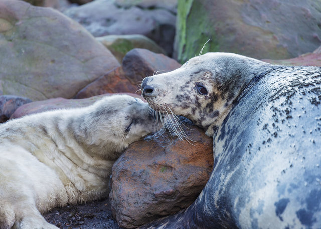 Seals at Ravenscar