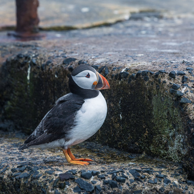 Farne Islands