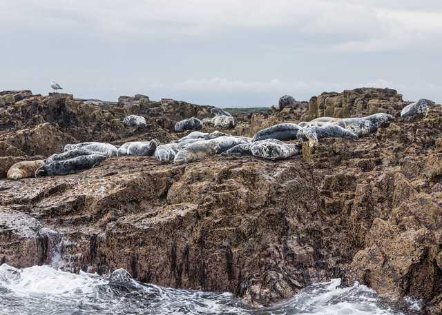 Farne Islands